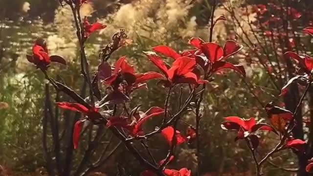 Beautiful little red flower
