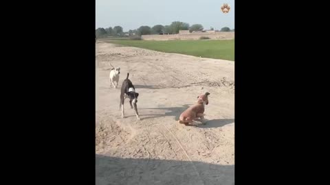 Funny animals