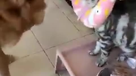 funny animal videos,cute dogs