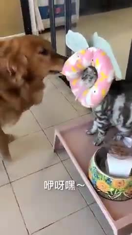 funny animal videos,cute dogs