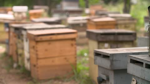 The hive