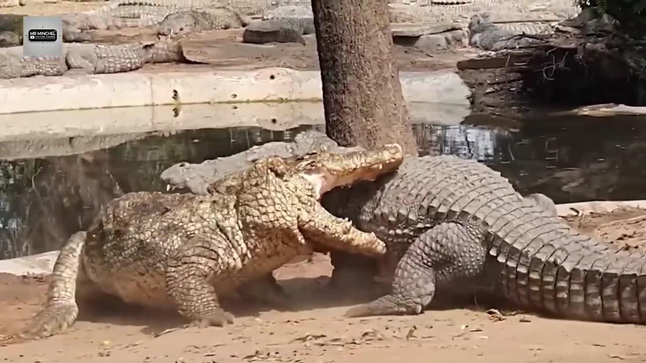Funny animal videos