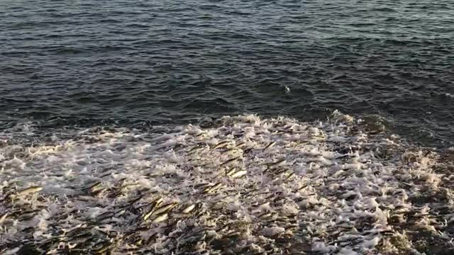 Hundreds of Mullet Fish Jumping out of the Water