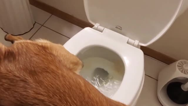 How to house train any dog