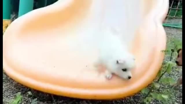 A group of naughty dogs who love to play on the slide