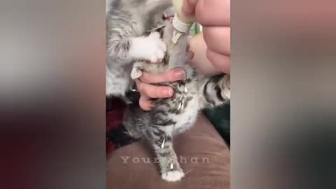 20 minutes of adorable cats and kittens videos to keep you smiling