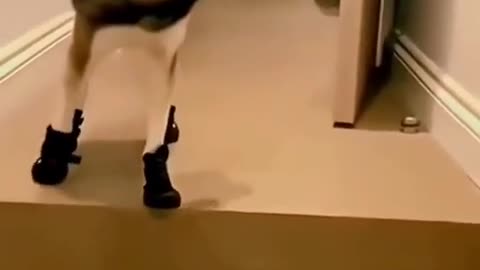 "The Ultimate Pancake Flop: When Breakfast Goes Wrong"