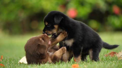 PUPPIES PLAING