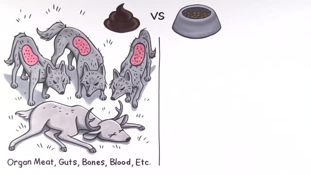 How to Stop Dogs from eating their poops