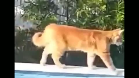 Funny animals
