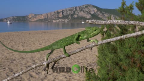 African chameleon