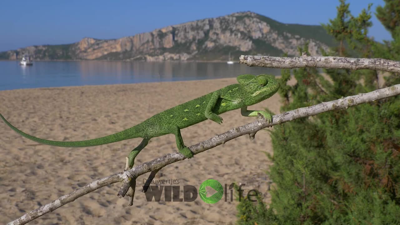 African chameleon
