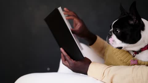 Adorable dog is reading a book