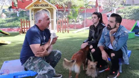 How To Get Dogs and Parrots to Get Along