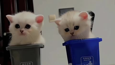 My Babies😍❤😺 #fypシ #trending #viral #reels #cat #catlover #catvideo #cutecats #cute #kittens