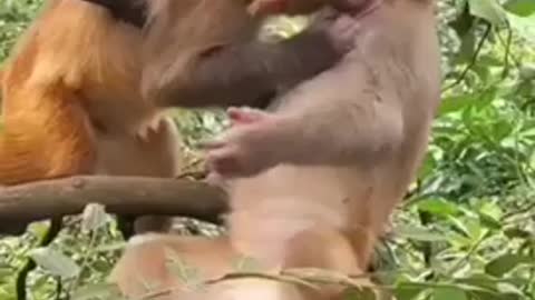 Monkey love and care she is so