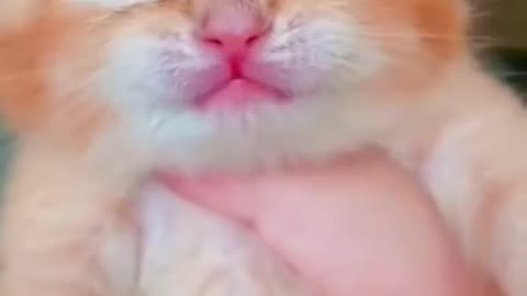 Baby cat crying