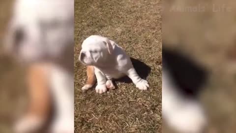 CAt vs dog coedy videos