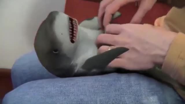 Having a pet baby shark is super playful,coquettish,cute,super cute,full of performers,so naughty.