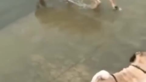FUNNY ANIMAL VIDEOS