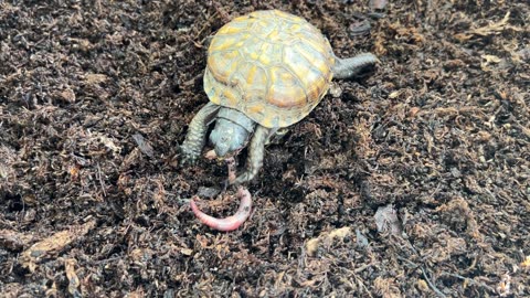 A Hungry Little Turtle 06