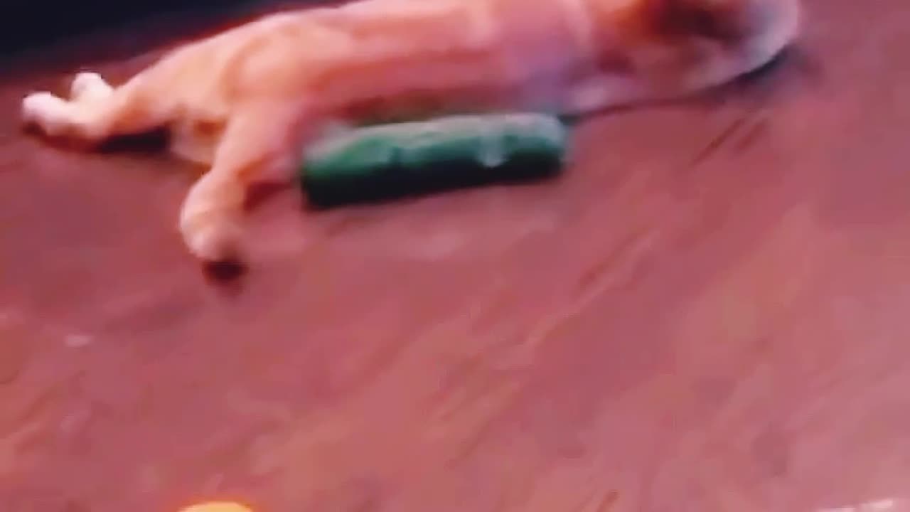Funny cats videos