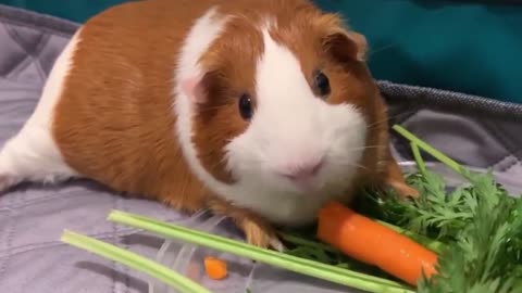 The guinea pig sister looks very cute today
