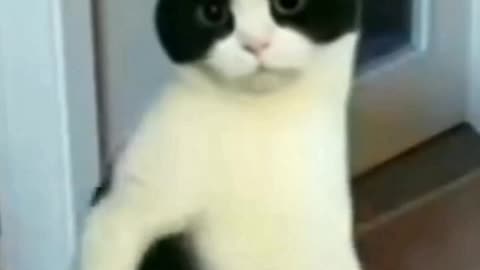 Funny cat dance