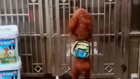 Funny chickens and the dogs