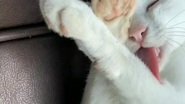 Baby teacher 🐈 cat and mouse