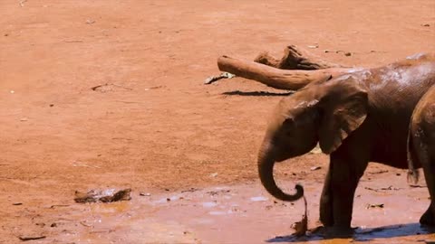 Elephants playing
