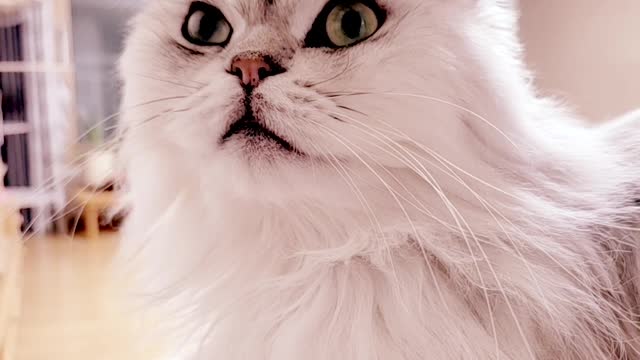Wink of adorable Persian cat