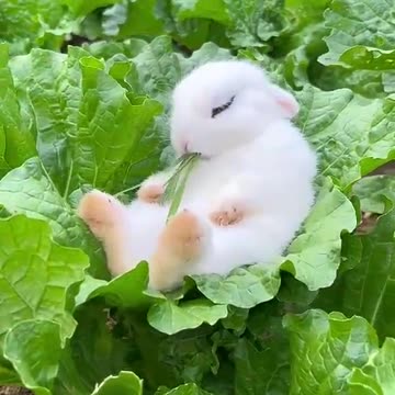 The little rabbit fell asleep while eating vegetable...