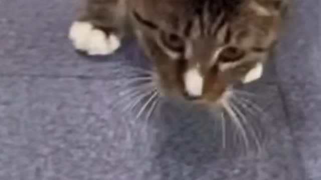 Cute baby animals Videos :3