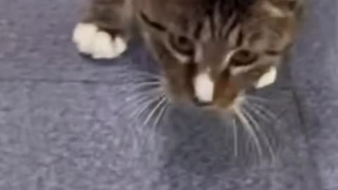 Cute baby animals Videos :3