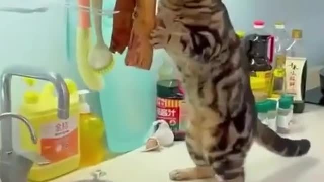 # confusing behavior of cats # cute and funny # foodie cats
