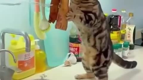 # confusing behavior of cats # cute and funny # foodie cats