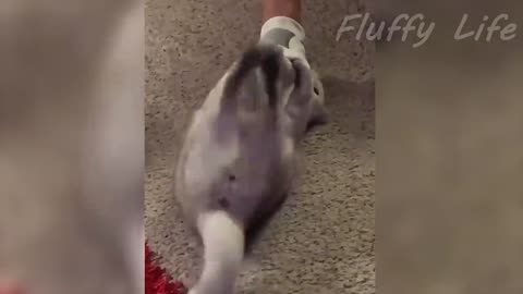 Funniest Cat Videos