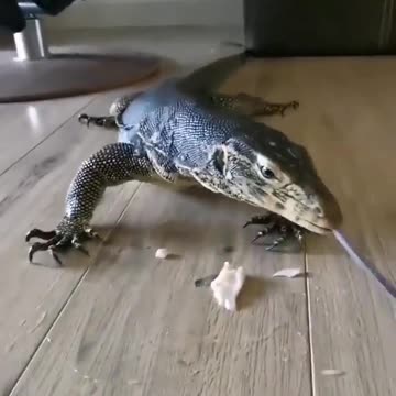 Troutday 🐟 Gave her half a trout to make shure she could swallow it easily. 😁🙌⁣