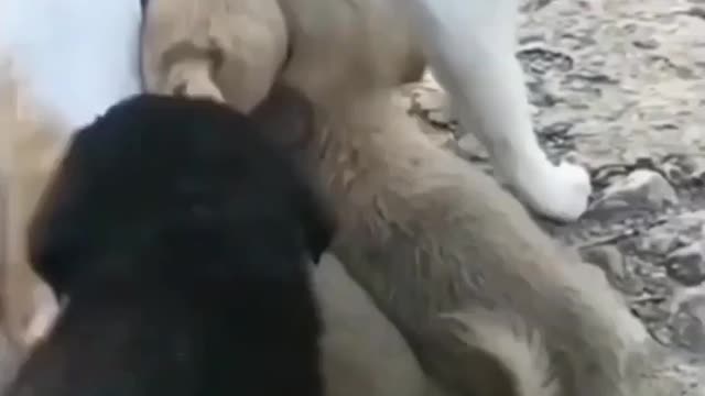Modher loved averewhear