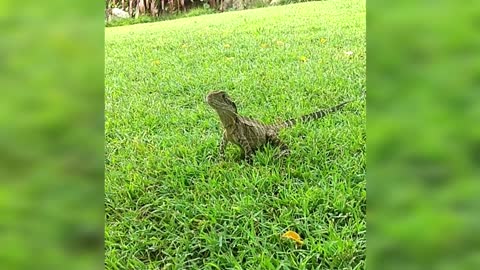 this lizard is rather wise