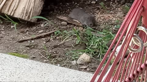 🥰 I Love All Of God's Creatures | Spiders, Mice & Gerbils, Too