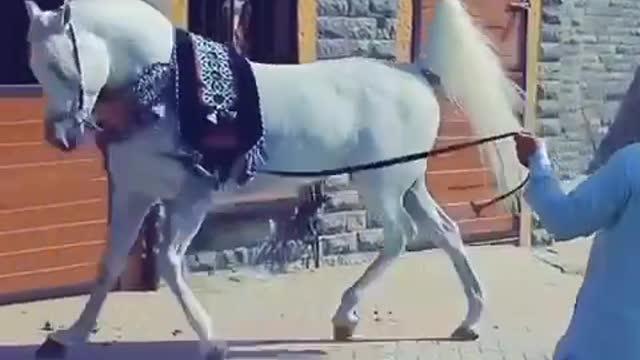 Horses video-funny big horses video