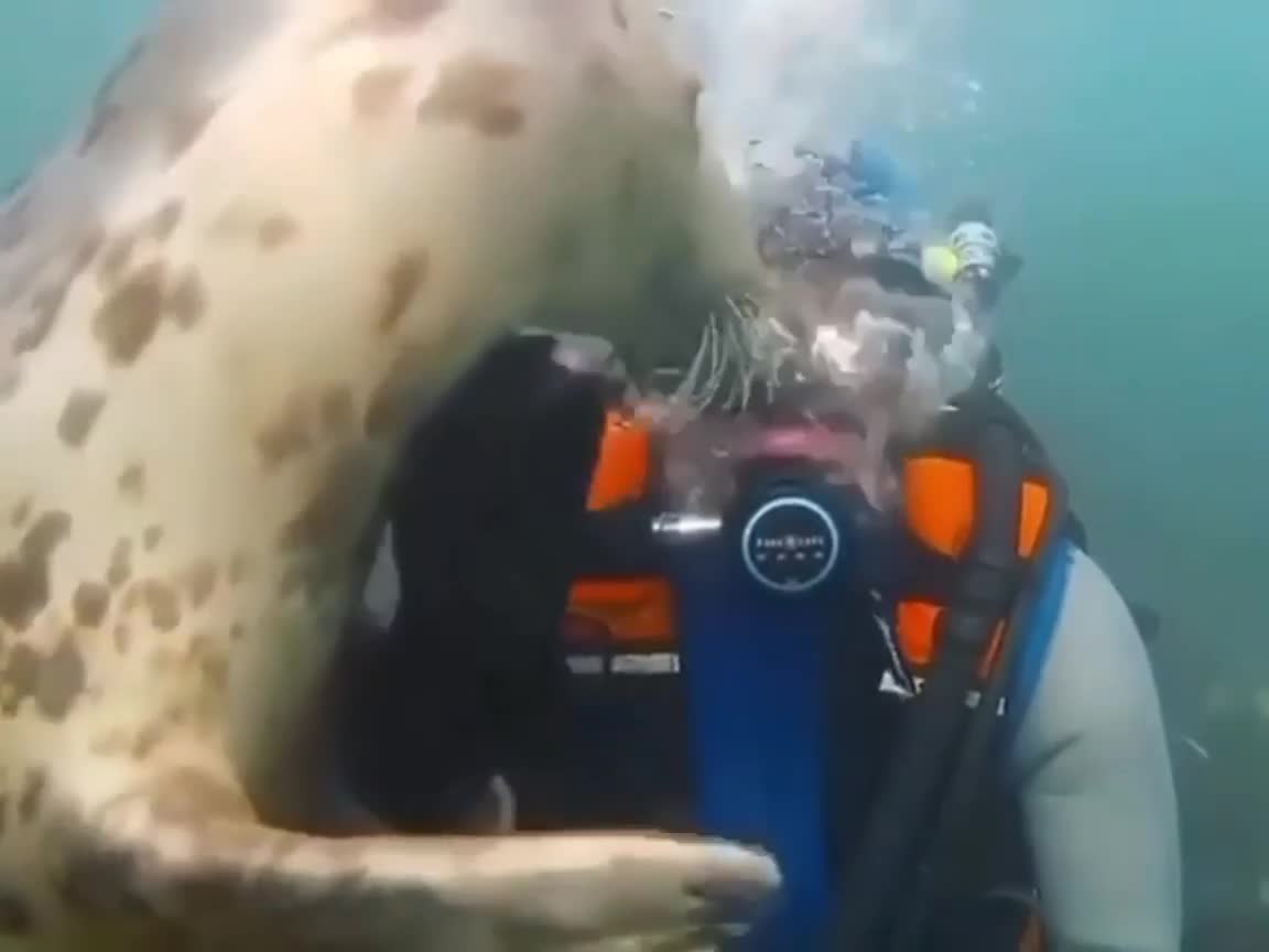 Seals are truly the puppy's of the sea! 💙