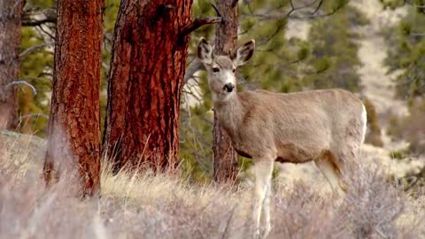 15 Unbelievable Animals