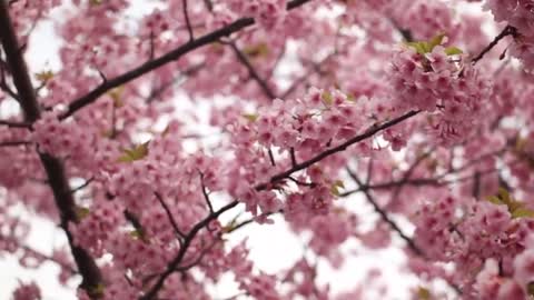 Flowers || feel The Nature