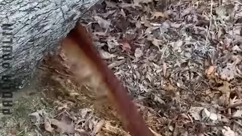 Rare Things Caught On Cam