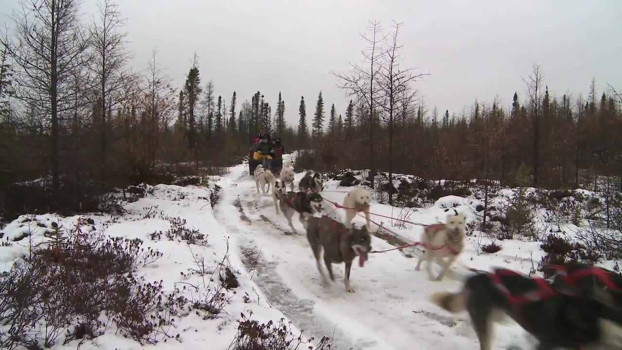 Churchill Manitoba - The Polar Bear Capital of the World!