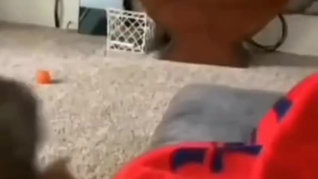 So funny cats 😆 must watch