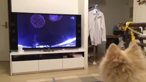 Vídeo de cão e gato mais engraçado (Funniest dog and cat video)